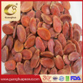 Export Quality Watermelon Seed From Factory
